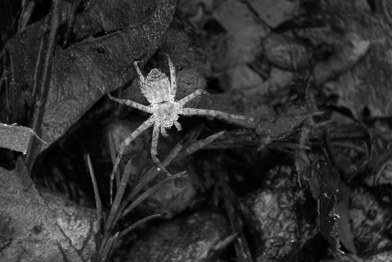 Spider