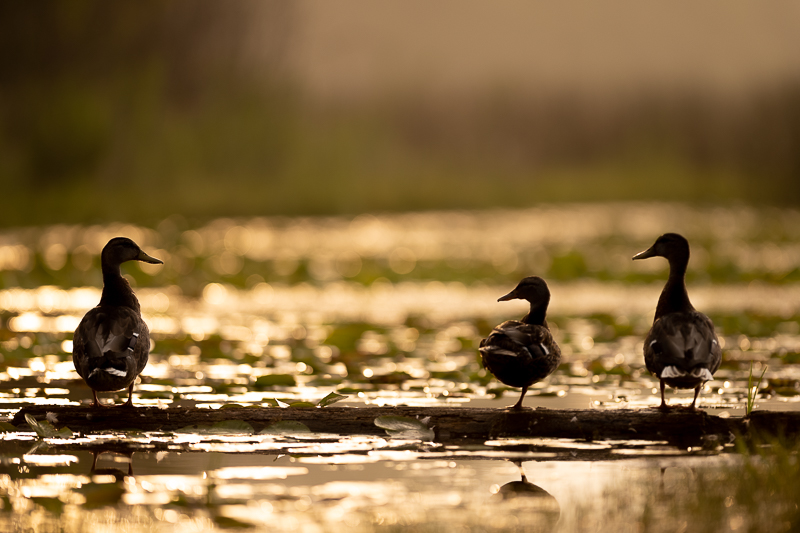 Mallards in the morning sun