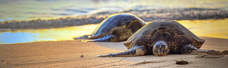 Kauai Sea Turtle chillin on Poipu Beach