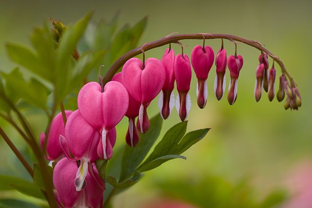 Bleeding Hearts, Dicentra spectabilis