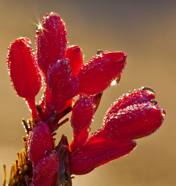 Red Yucca in the Dew