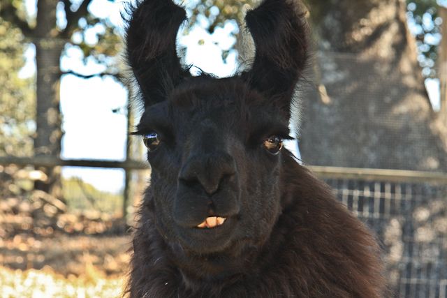 Laughing Llama