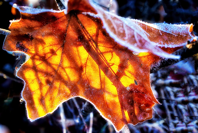 Ice Leaf
