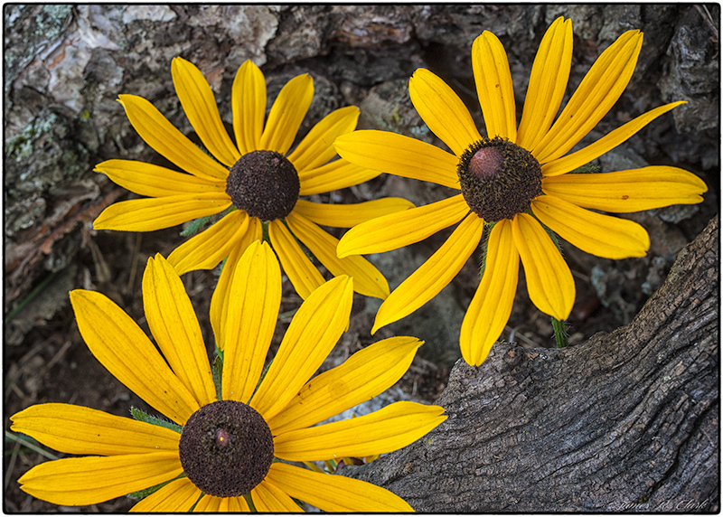 Three Flowers