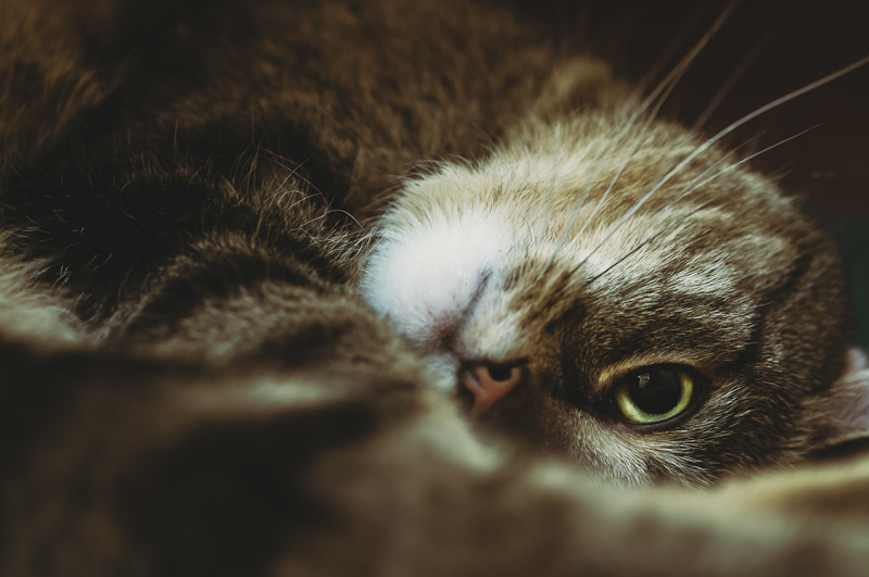 Sadness: Lonesome Captivity