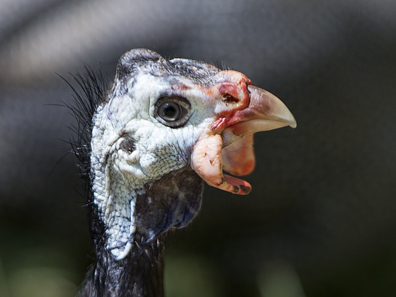 Bacon the Guinea Hen