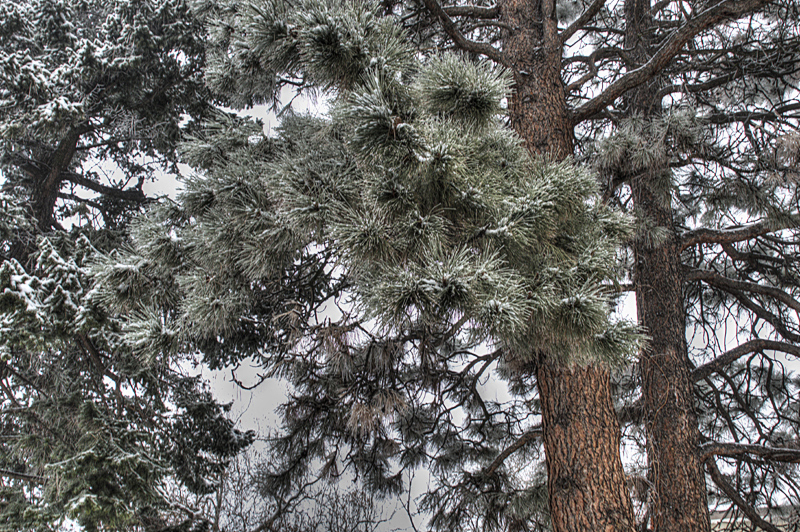 Ponderosa Pines in Winter