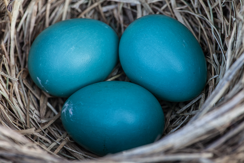 Eggs
