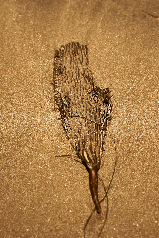 Golden Sands