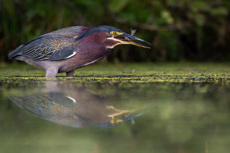 Green Heron scores!