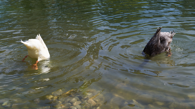 Synchronized Water Dancing