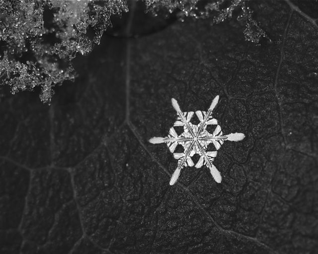 Winter Gem