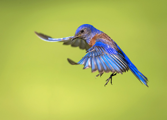 Blue Bird