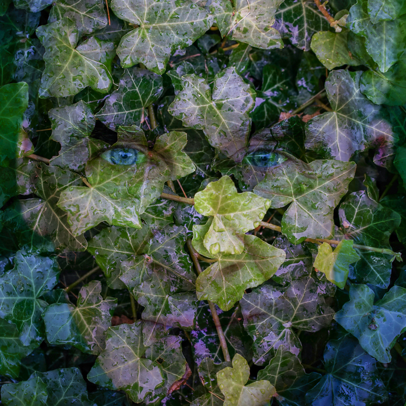 A face in the ivy