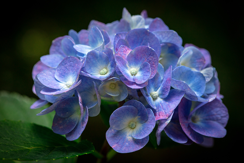 Hi, Drangea
