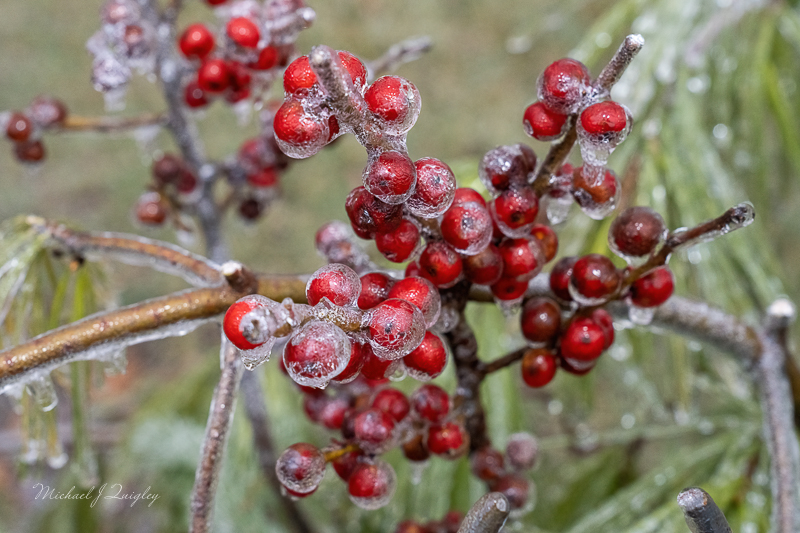 Frozen Beauty