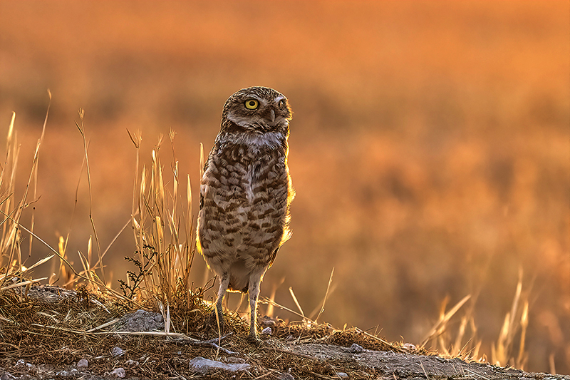 A Golden Sunset