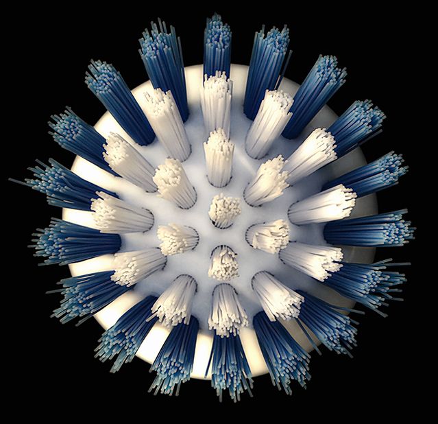 Centaurea Cyanalbus Peniculus
