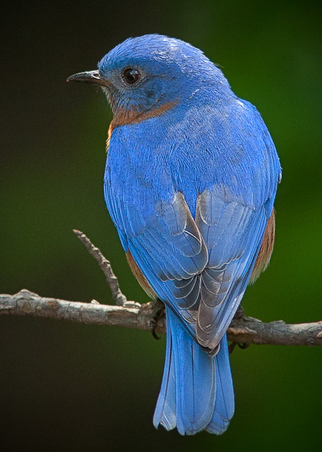 Feathers of Blue