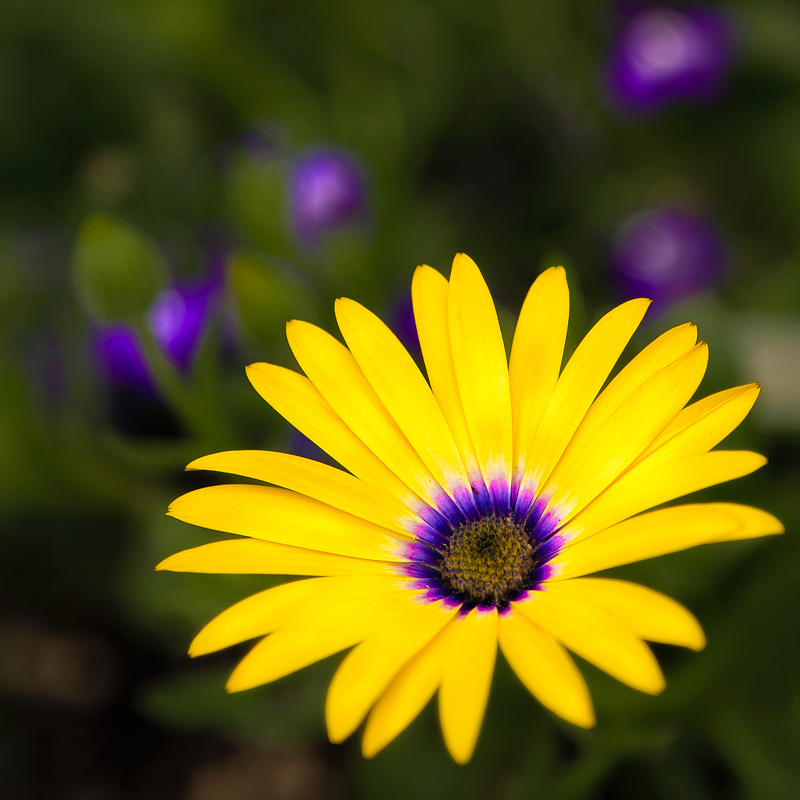 Yellow Symphony