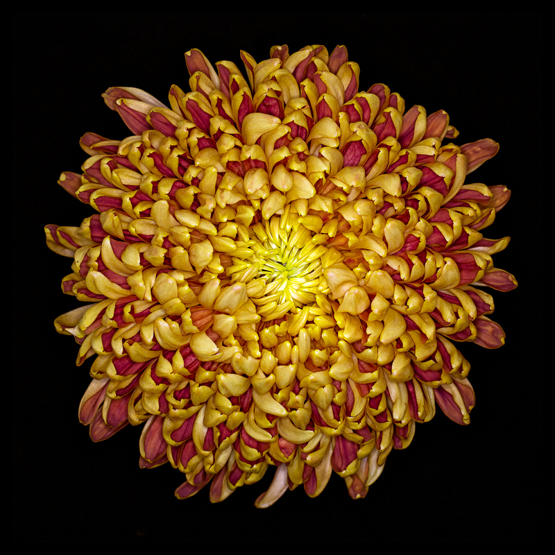 Autumn Mum