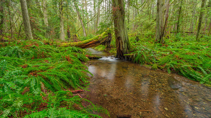 Rain Forest Stream