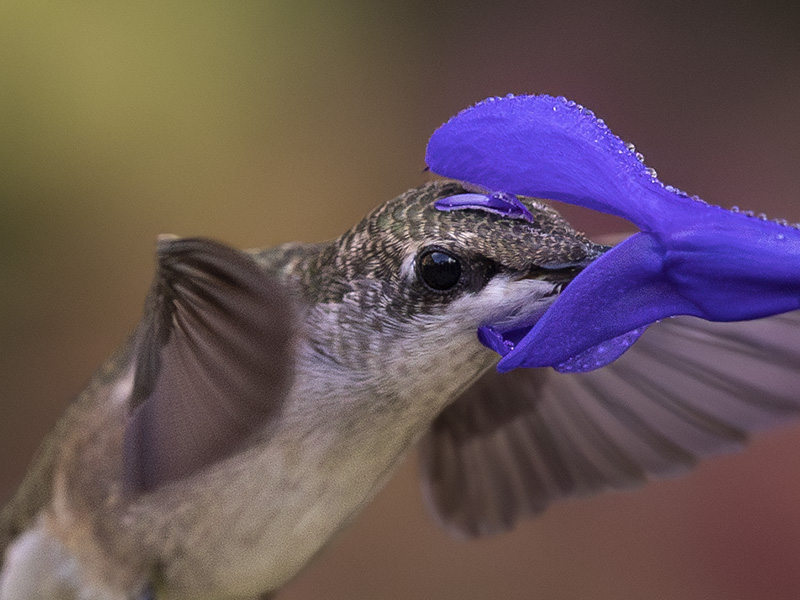 "Last of the Hummers"