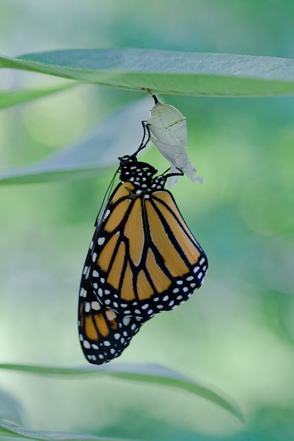 Metamorphosis