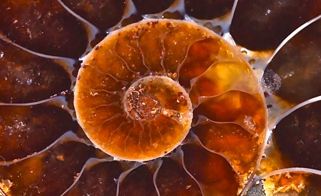 petrified snail