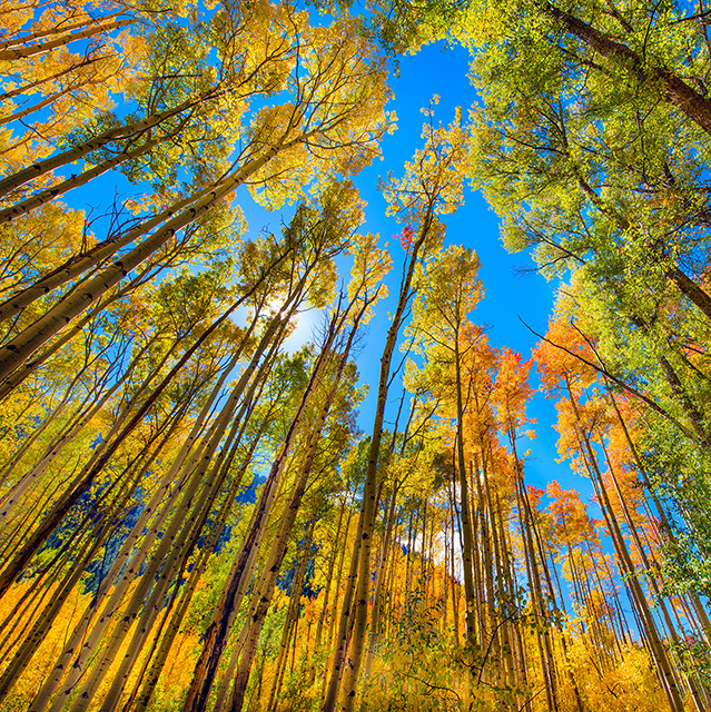 Seasonal Colors
