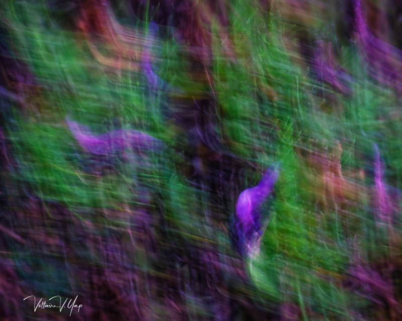 Lavender Brushstrokes