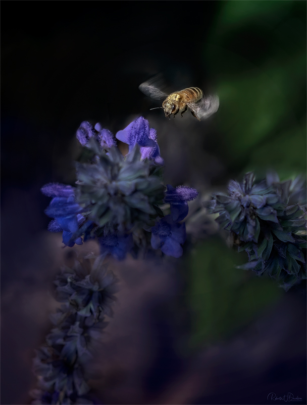 Busy Bee
