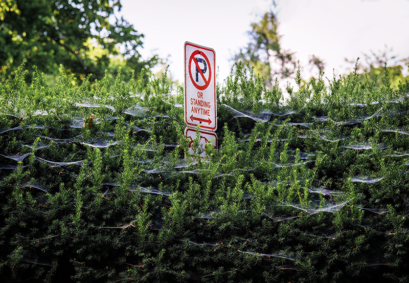 No parking in the webs