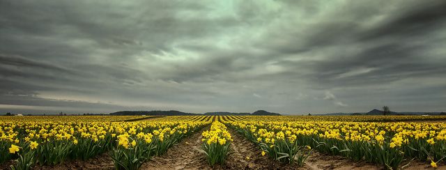 PNW Daffodil Color