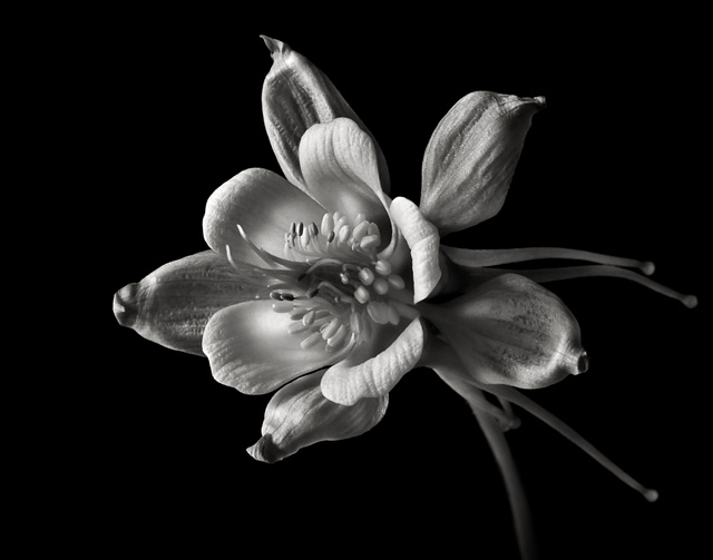 Columbine