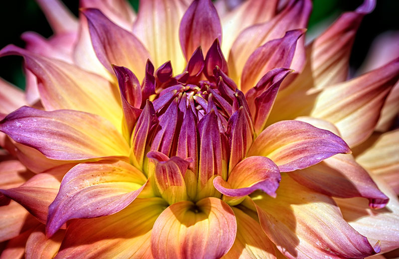 The Dahlia--- Pedals of Symmetry