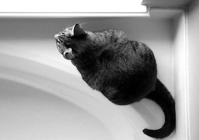 Cat on Tub