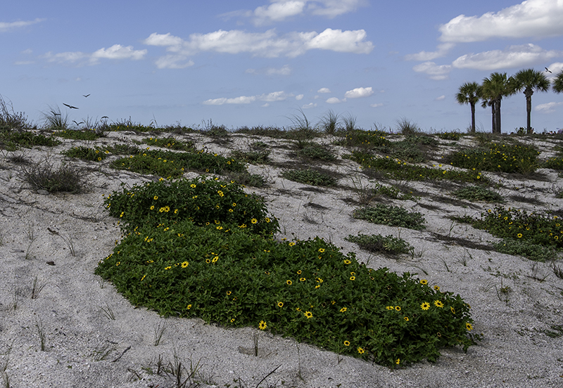 Sand dunes