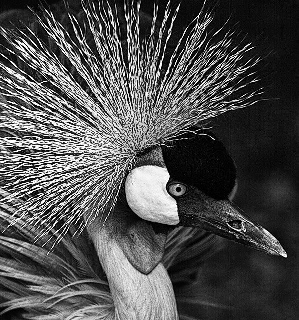 Bad hair day