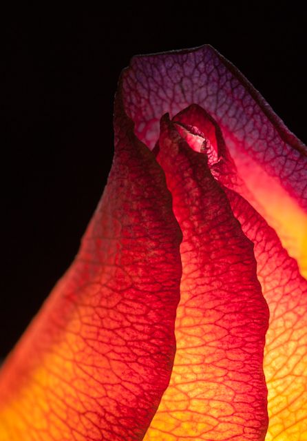 Volcanic rose