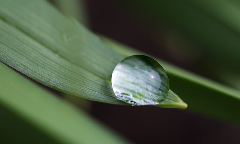 Morning Dewdrops