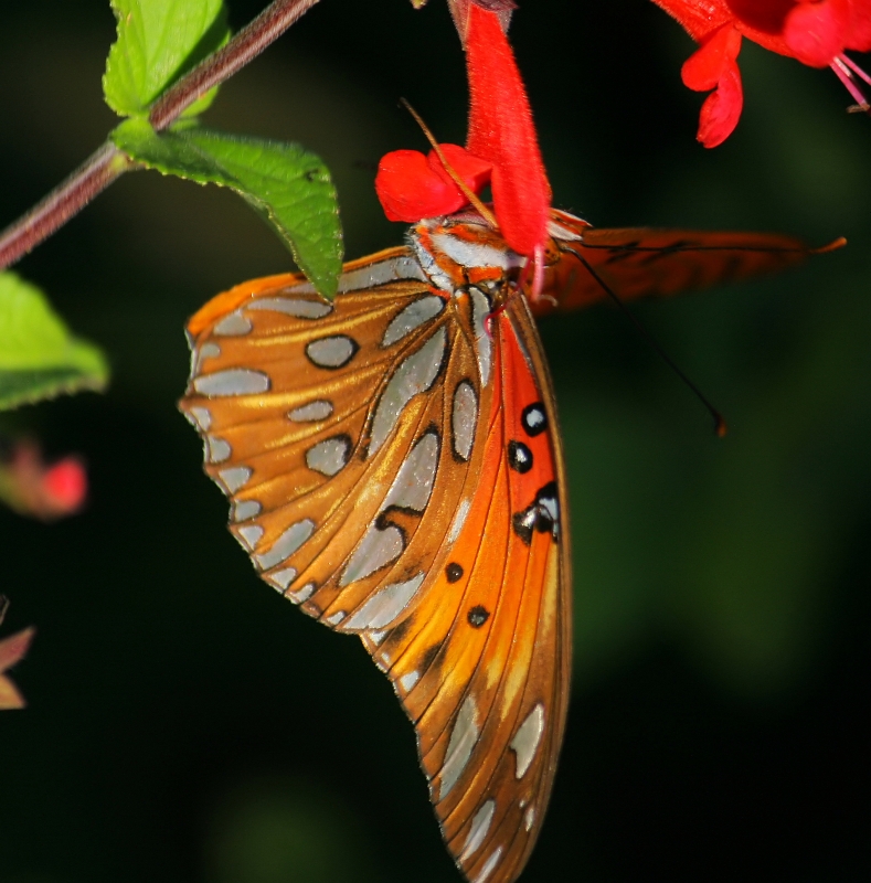Gulf Fritillary