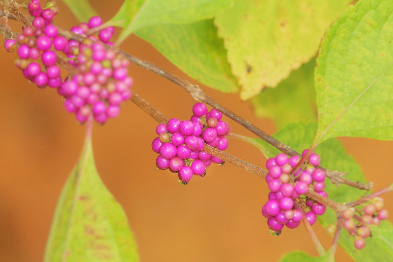 Beautyberries