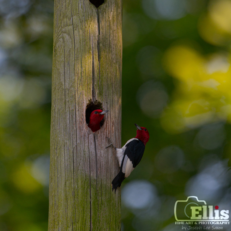 Woodpecker Duo