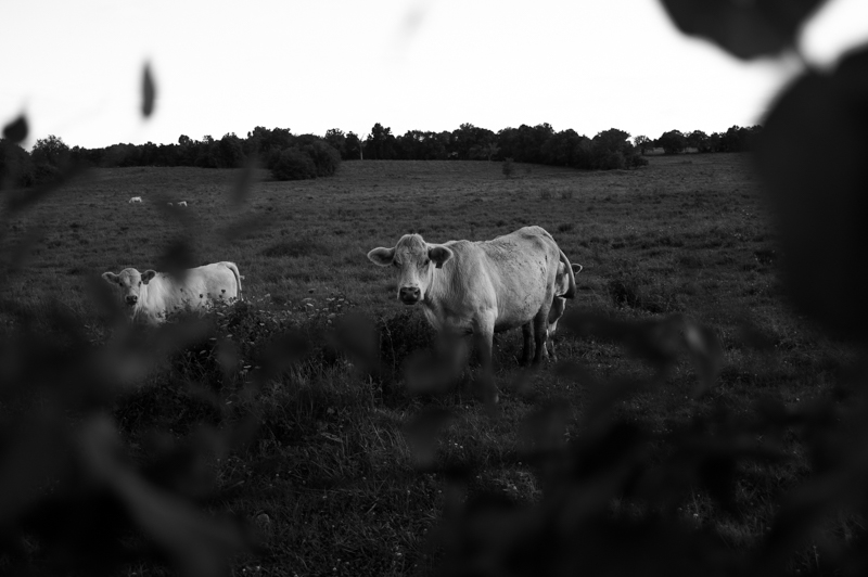 A Healthy Herd is a Happy Herd
