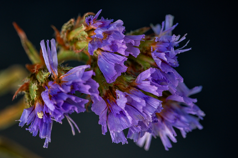 Wild Purple