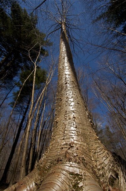 Midday birch