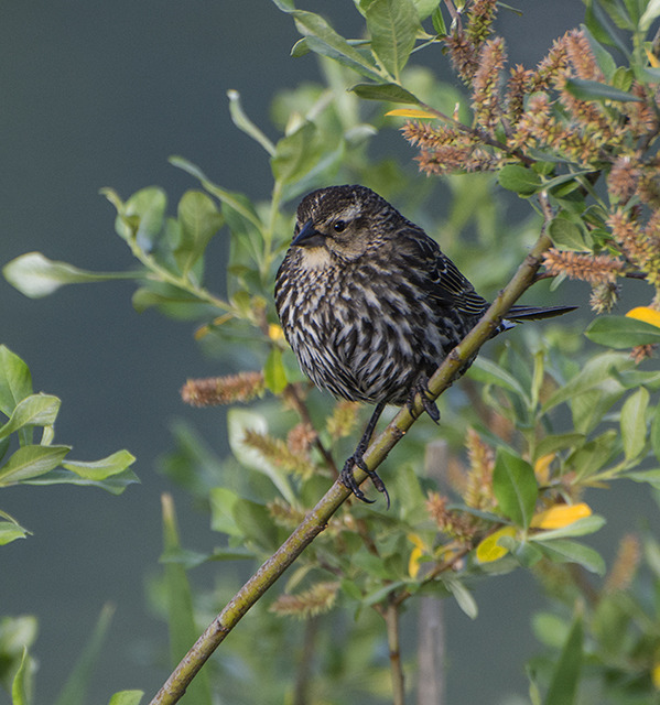 Female red winged black bird