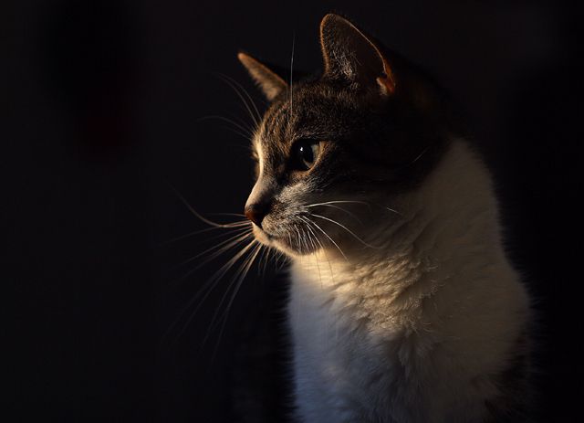 Contemplation