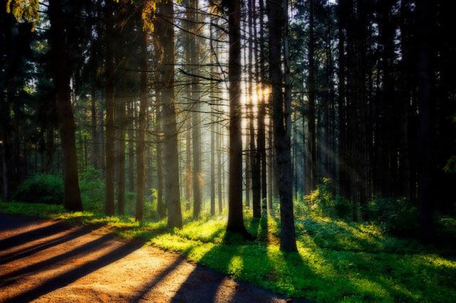 Through the Trees
